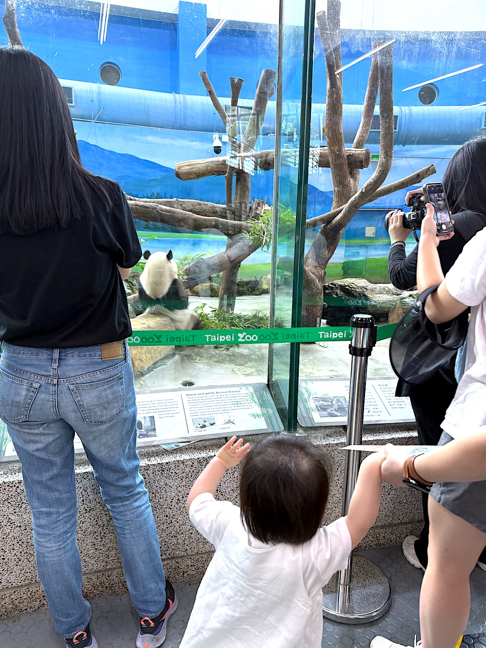 Alexandra sees a real panda for the first time — completely fascinated.